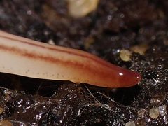 Australopacifica lyra