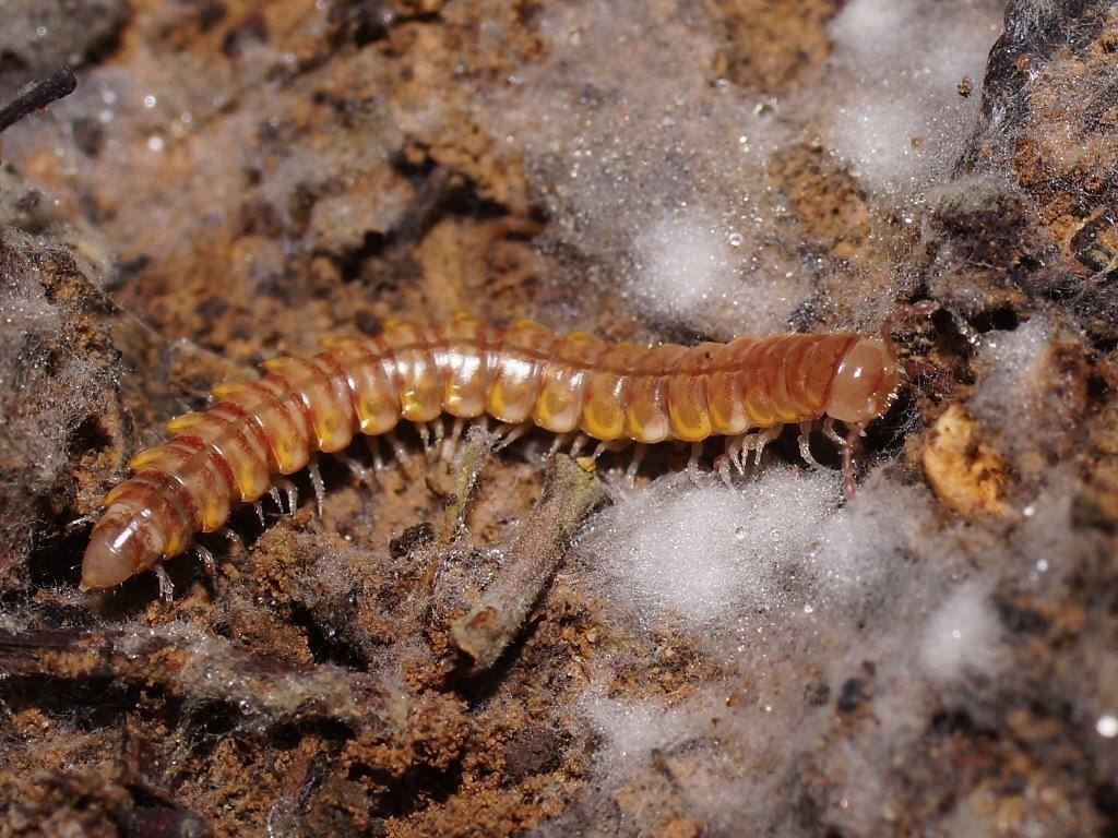 Lissodesmus perporosus