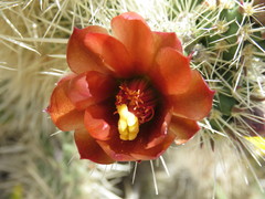 Cylindropuntia chuckwallensis