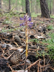Orobanche coerulescens