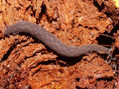 Ooperipatellus
