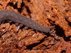 Ooperipatellus
