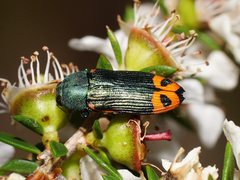 Castiarina ocelligera
