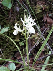 Orchis provincialis