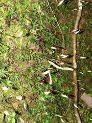 Pogonatum subulatum