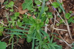 Arabis stelleri