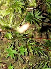 Pogonatum subulatum