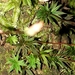Pogonatum subulatum - Photo (c) Leon Perrie,  זכויות יוצרים חלקיות (CC BY), הועלה על ידי Leon Perrie