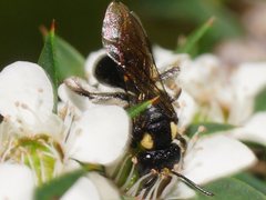 Leioproctus irroratus