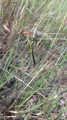 Gomphus simillimus