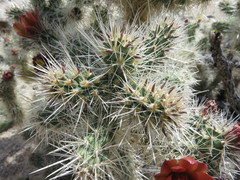 Cylindropuntia chuckwallensis