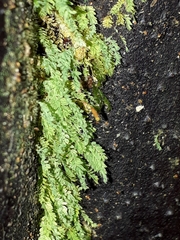 Hymenodon pilifer