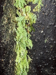 Hymenodon pilifer