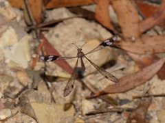 Glenoleon pulchellus