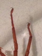 Gradungula sorenseni