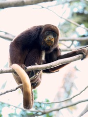 Ursine Howler Monkey photo 2