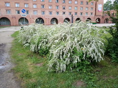 Spiraea cinerea