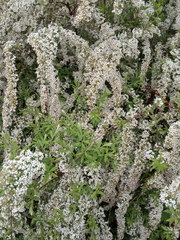 Spiraea cinerea