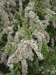 Spiraea cinerea