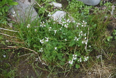 Cardamine scutata