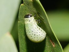 Dicranosterna semipunctata