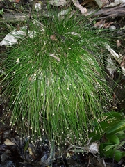 Isolepis pottsii