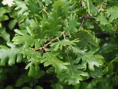 Dub zimní (Quercus petraea): původ a využití — fotografie 3
