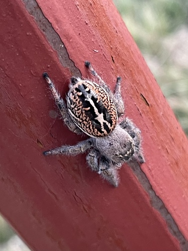 Phidippus texanus