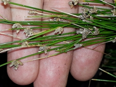 Isolepis pottsii