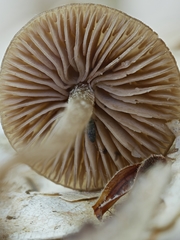 Entoloma cetratum