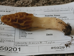 Morchella diminutiva