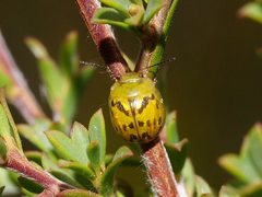 Paropsisterna obliterata