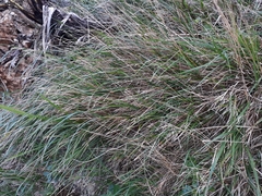 Poa anceps