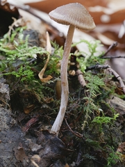 Entoloma cetratum