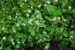 Cardamine scutata