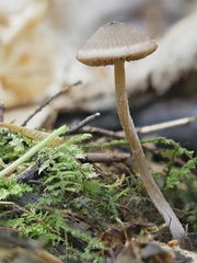 Entoloma cetratum