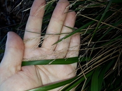 Poa anceps
