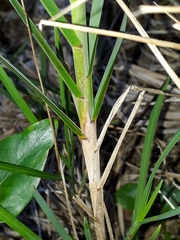 Poa anceps