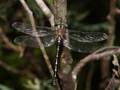 Notoaeschna sagittata