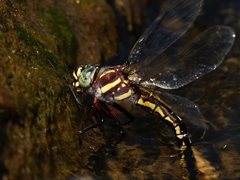 Notoaeschna sagittata