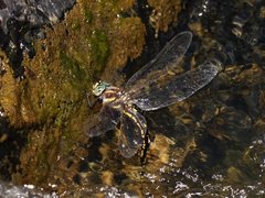 Notoaeschna sagittata