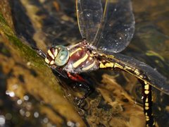 Notoaeschna sagittata