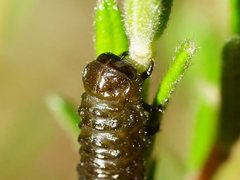 Paropsisterna agricola