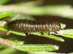Paropsisterna agricola