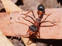 Myrmecia pulchra