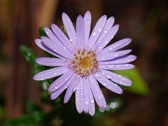 Olearia asterotricha