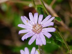 Olearia asterotricha