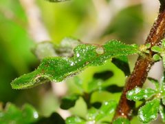 Olearia asterotricha