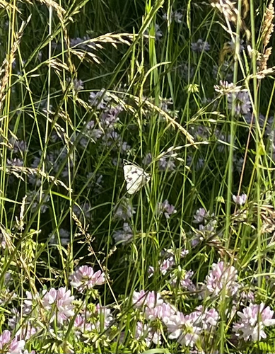 Melanargia galathea