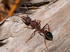 Myrmecia forficata